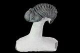 Enrolled Drotops Trilobite On Pedestal Of Limestone #76412-1
